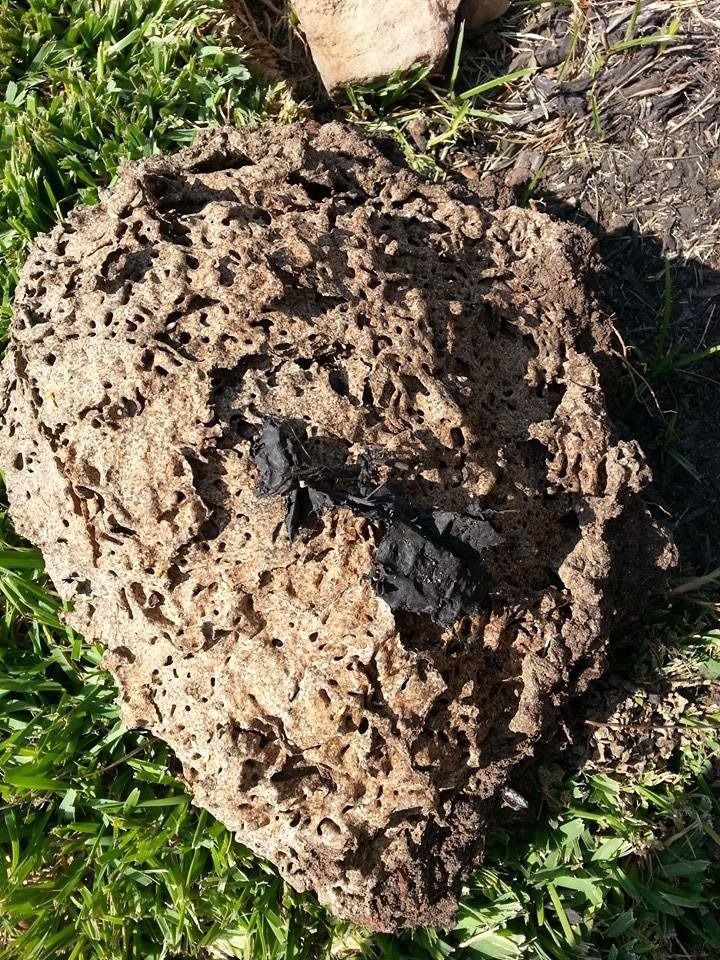 Brown, porous soil clump with holes, possibly termite nest, on green grass.