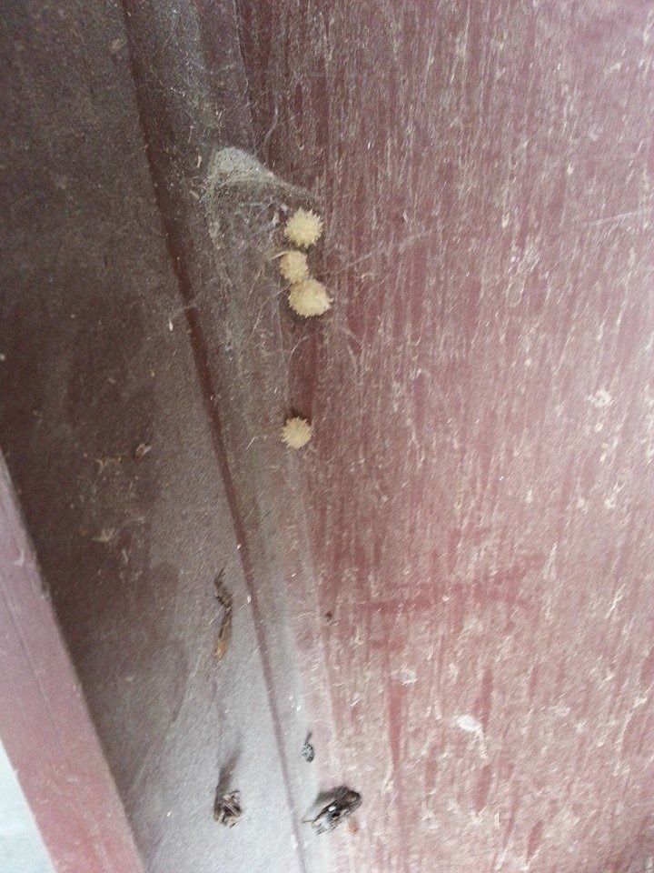 Cream-colored, spherical insect eggs clustered on a dusty, reddish-brown surface within a cobweb.