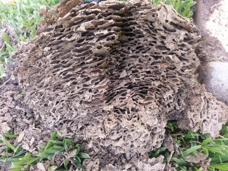 Termite nest, brown and porous, on green grass.