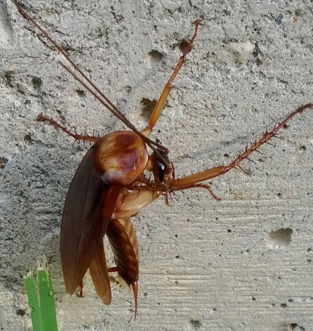Brown cockroach on a gray concrete wall, with antennae and legs visible.