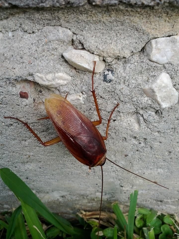 Cockroach with a brown body and long antennae, clinging to a grey concrete wall next to grass.