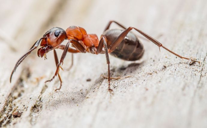 Atascocita Pest Control
