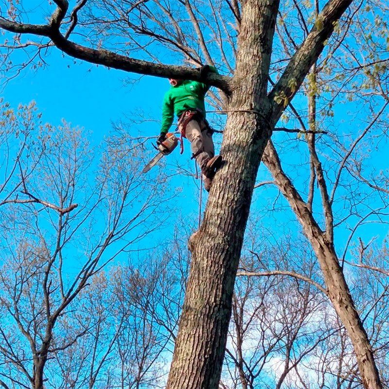 Optimus Tree Service and Landscaping work site