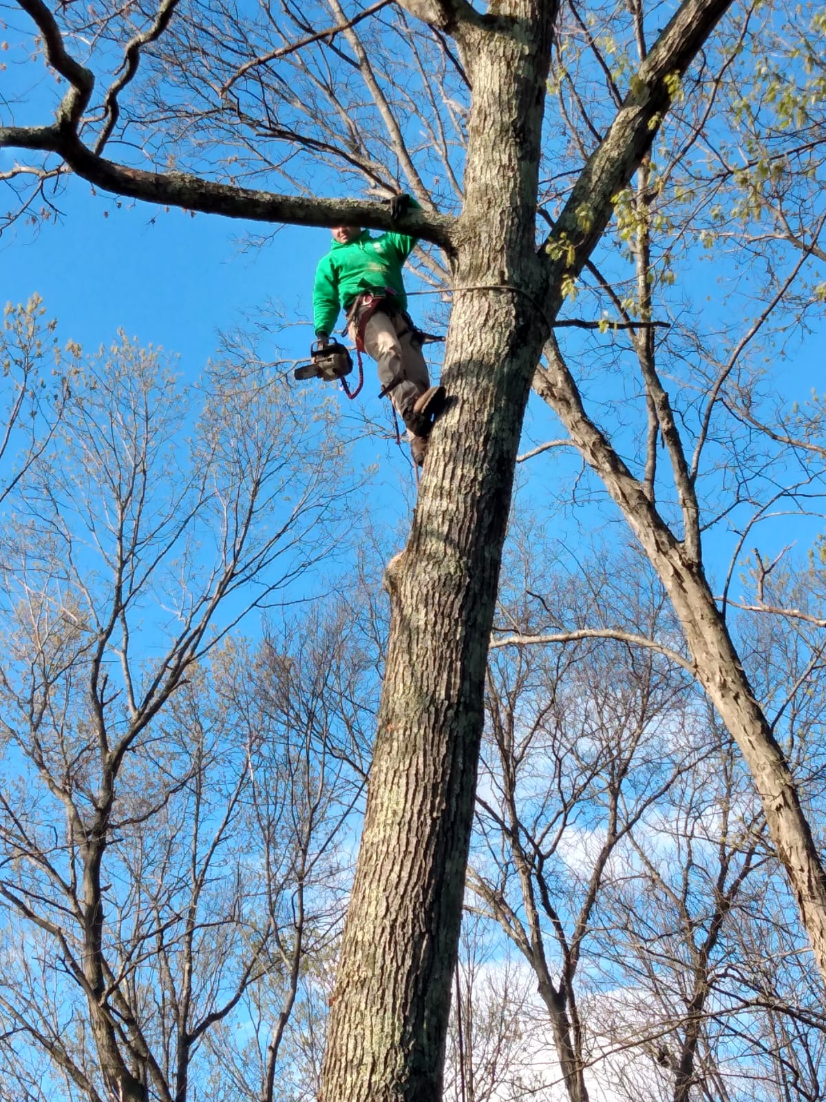 Tree Services in North Providence, RI