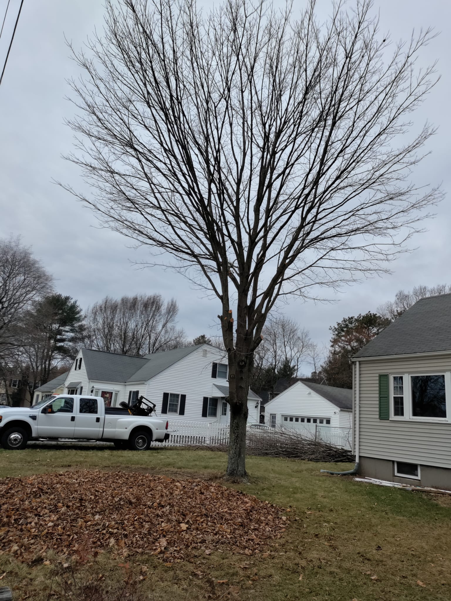 Tree Services