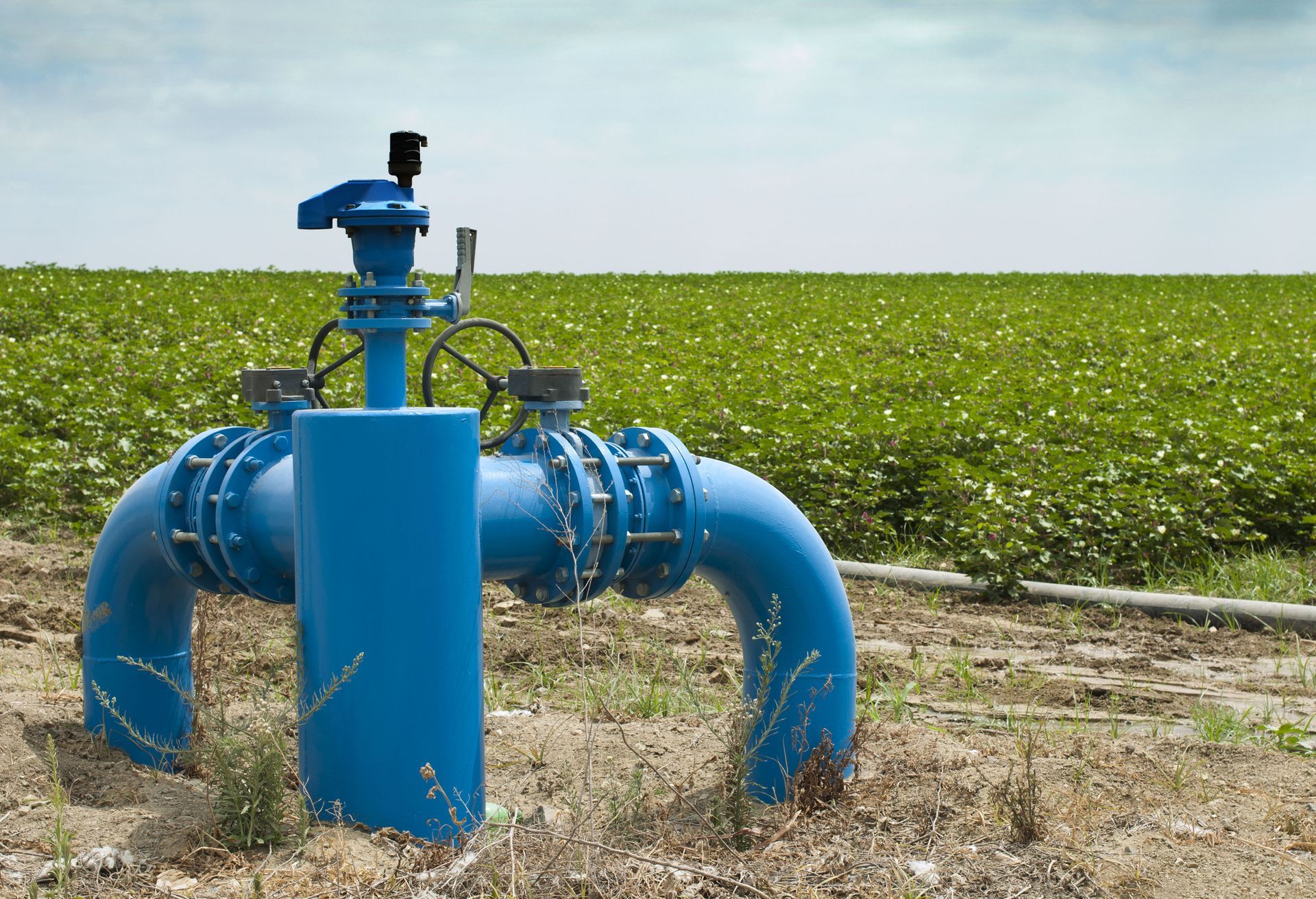 Blue water pipe with valve in field of green plants.