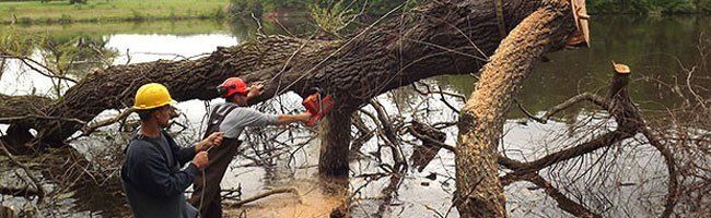 Tree Services
