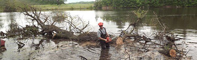 Tree Services