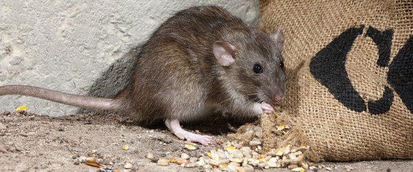 Особенности истребления мышей
