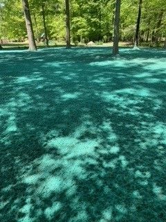 A field of green grass with trees in the background.