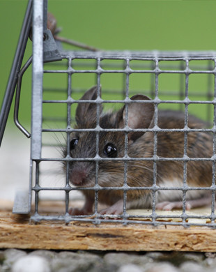 How To Use Cage Mouse Trap - Pinnacle Pest Control