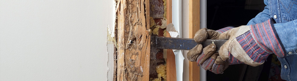 removing termite infestation