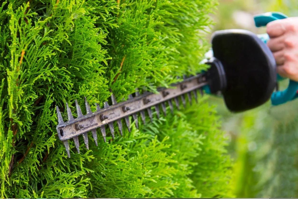 Person trimming a green hedge with a hedge trimmer outdoors.