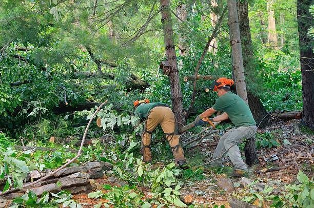 Two people wearing safety gear use a chainsaw to cut down trees in a forest.