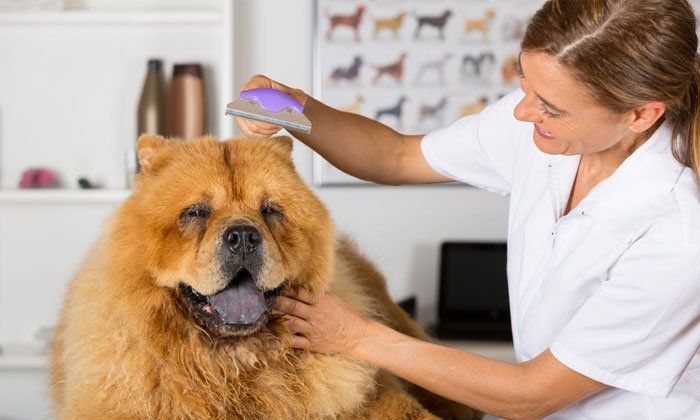 Express Grooming Services