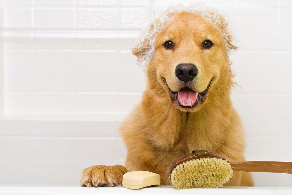Dog Grooming Services