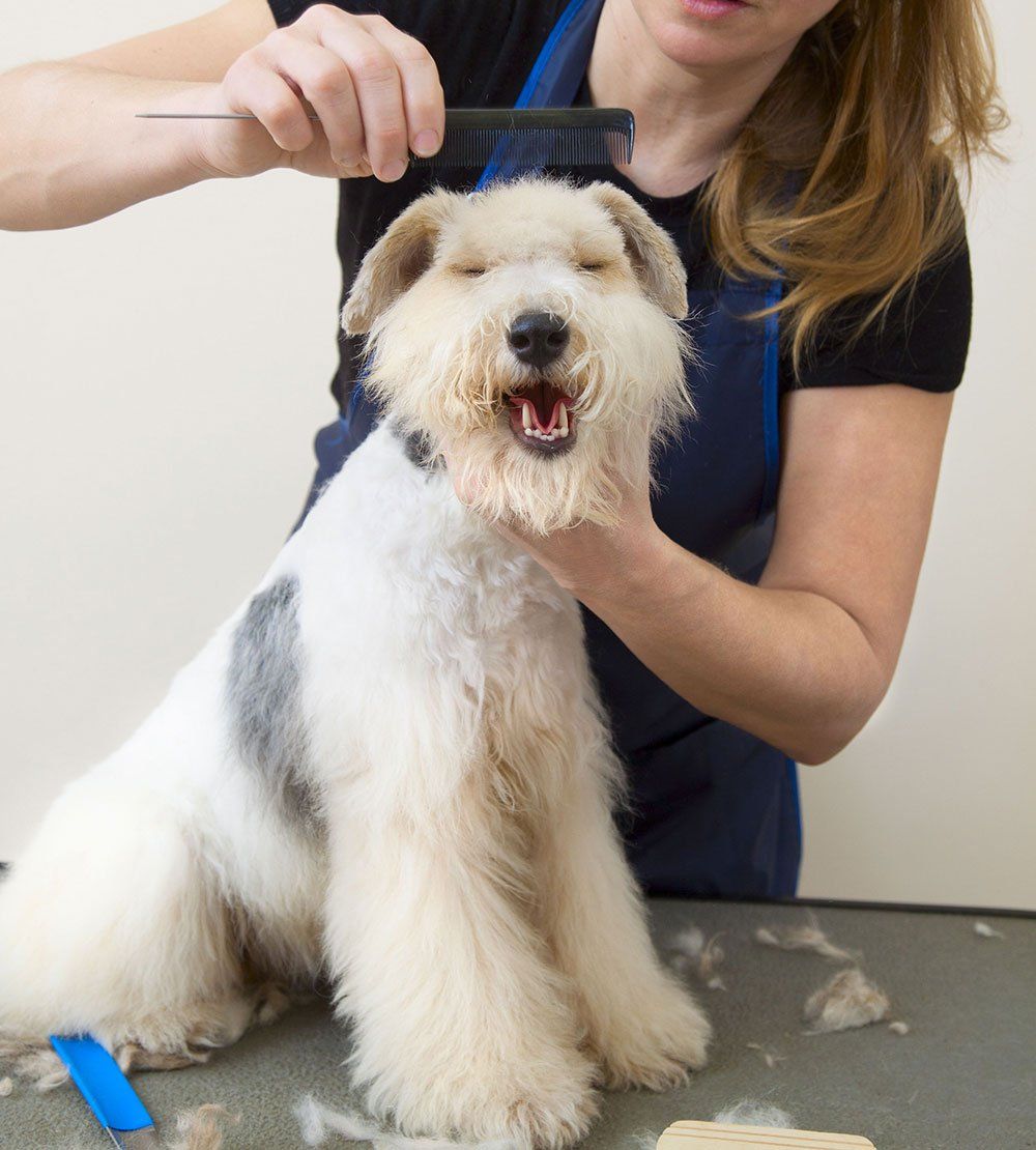Dog Grooming Services