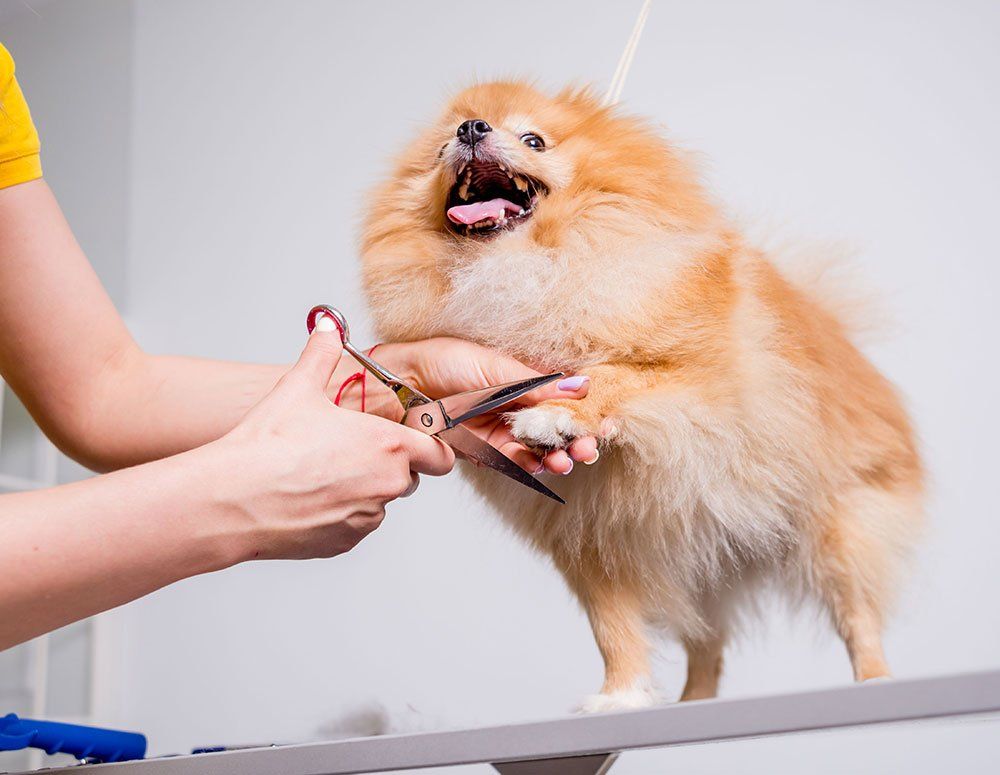 Dog Grooming Services