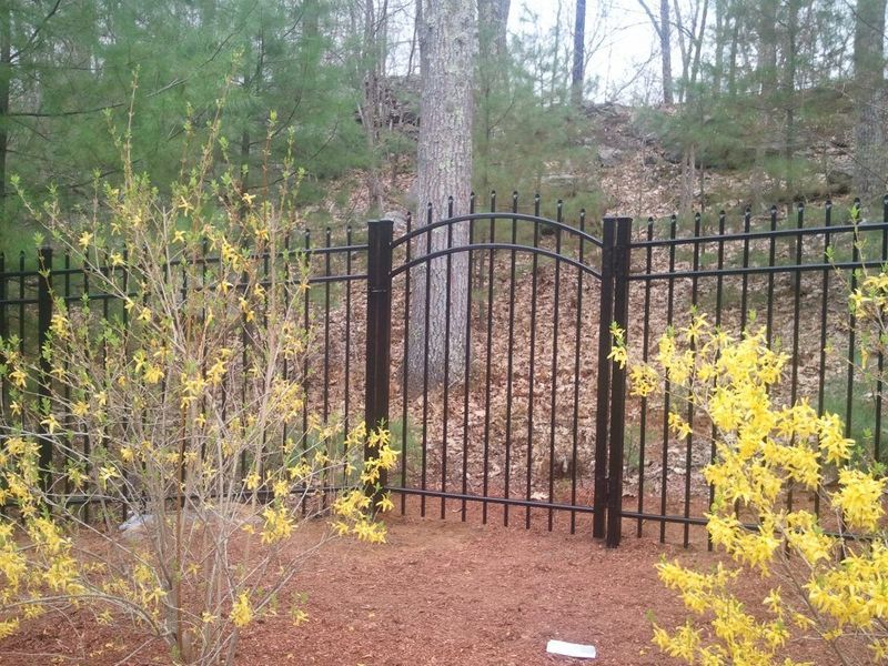 Black metal arched gate in a fence, flanked by blooming yellow forsythia bushes in a wooded yard.