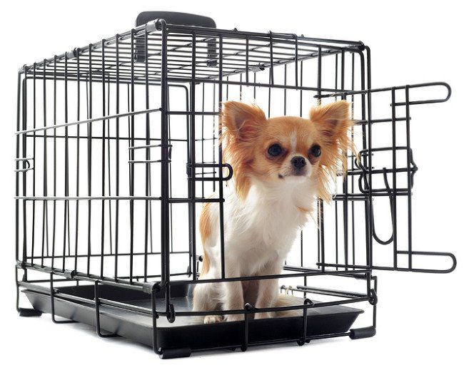 Small dog in a metal cage
