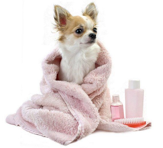 Small dog wrapped in a towel after a bath