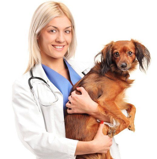 Vet holding a dog in her arms