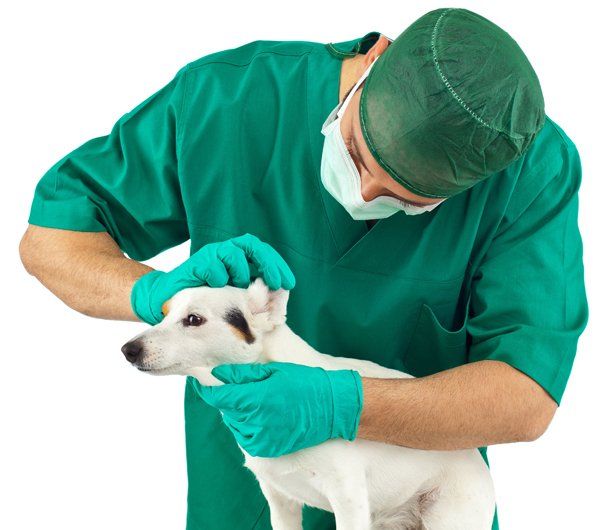 Vet checking for fleas in a dog's ear