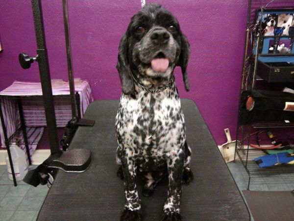 Gypsy Rose Pet Grooming Galley