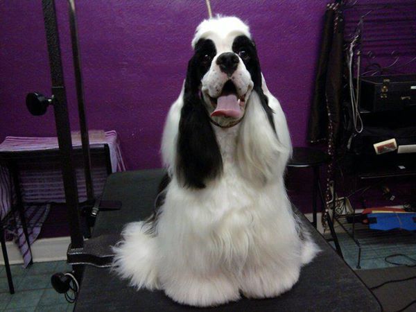 Gypsy Rose Pet Grooming Galley