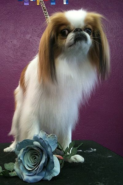 Gypsy Rose Pet Grooming Galley