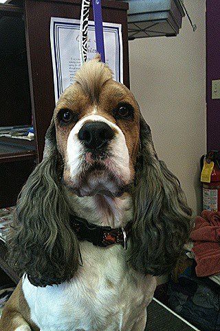 Gypsy Rose Pet Grooming Galley