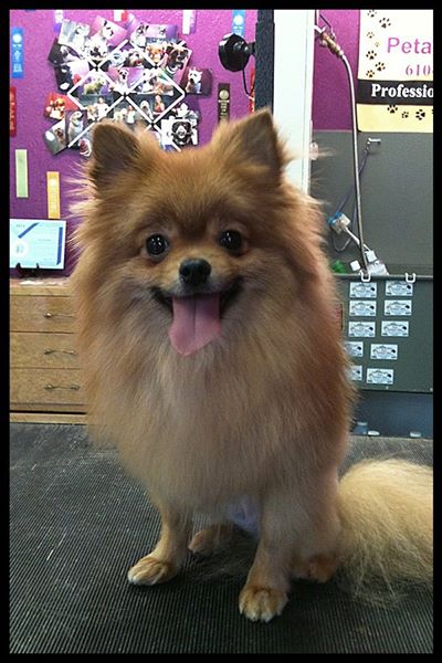 Gypsy Rose Pet Grooming Galley