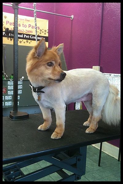 Gypsy Rose Pet Grooming Galley