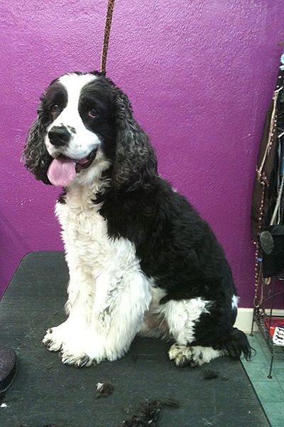 Gypsy Rose Pet Grooming Galley