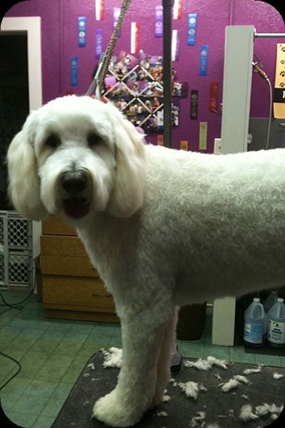 Gypsy Rose Pet Grooming Galley