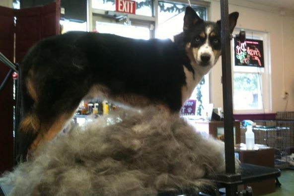 Gypsy Rose Pet Grooming Galley