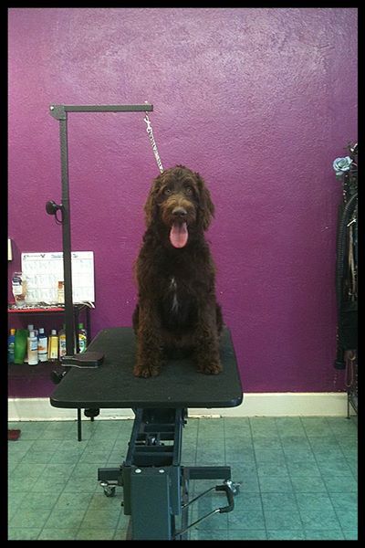 Gypsy Rose Pet Grooming Galley