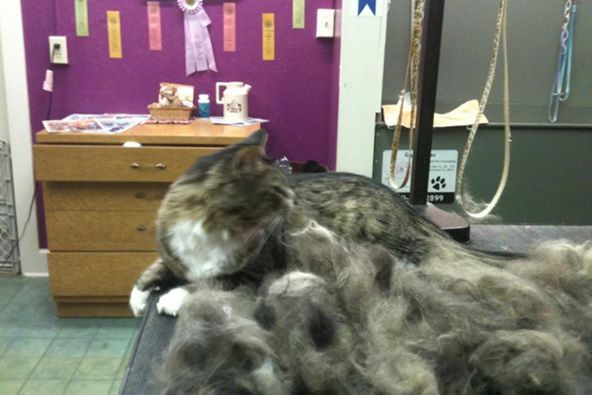 Gypsy Rose Pet Grooming Galley