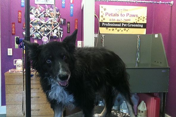 Gypsy Rose Pet Grooming Galley