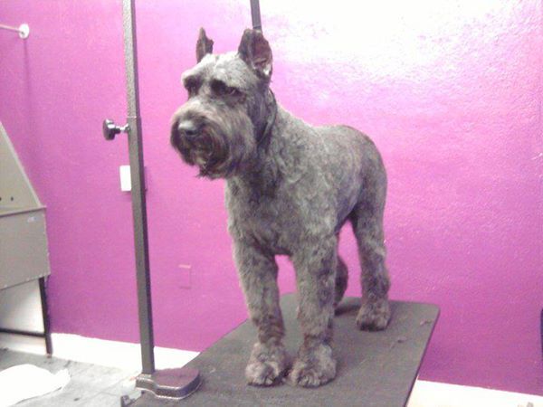 Gypsy Rose Pet Grooming Galley