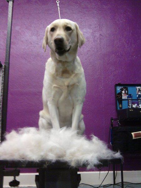 Gypsy Rose Pet Grooming Galley