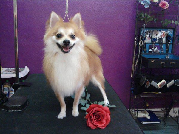 Gypsy Rose Pet Grooming Galley