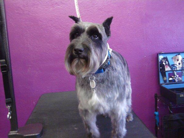 Gypsy Rose Pet Grooming Galley