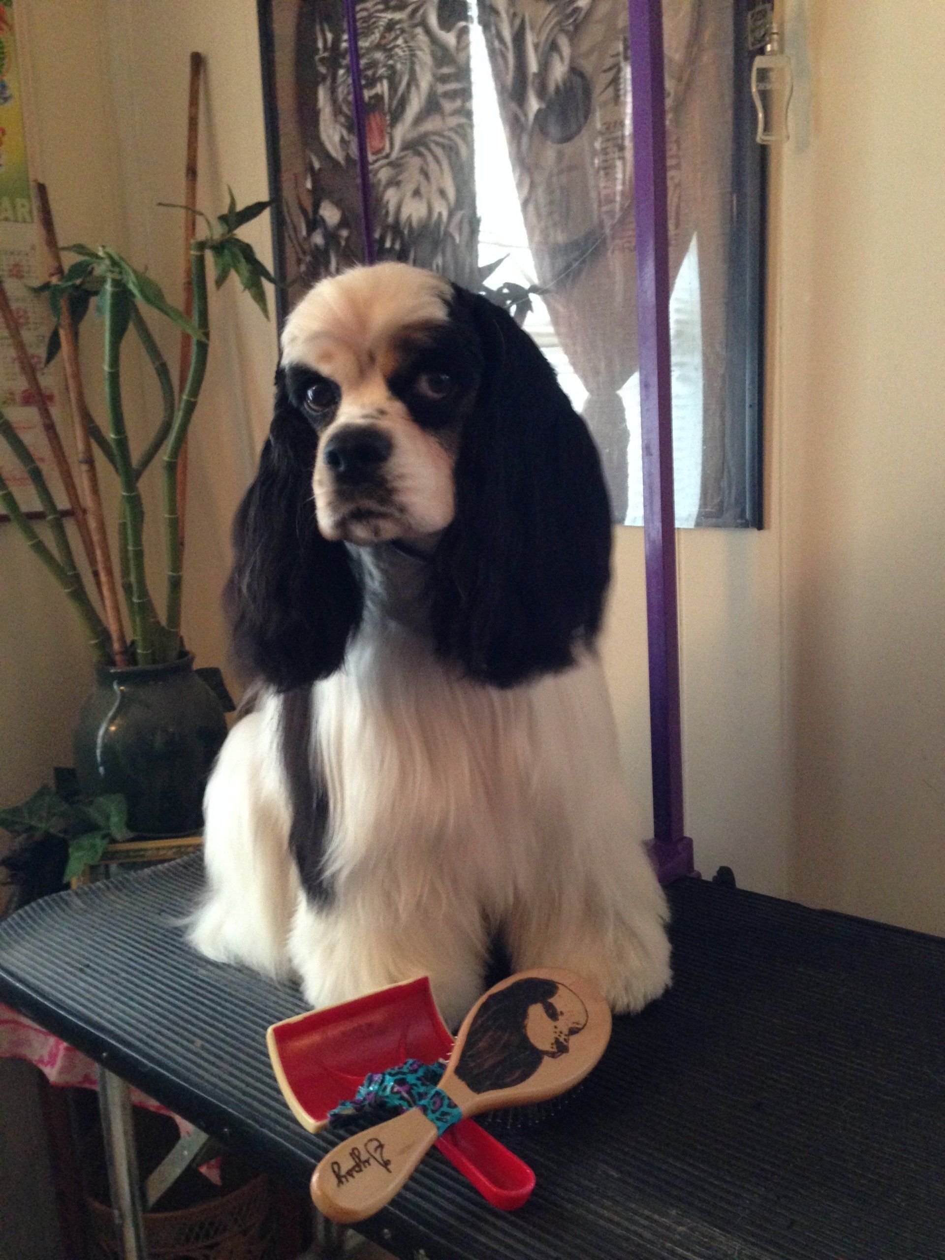 Gypsy Rose Pet Grooming Galley