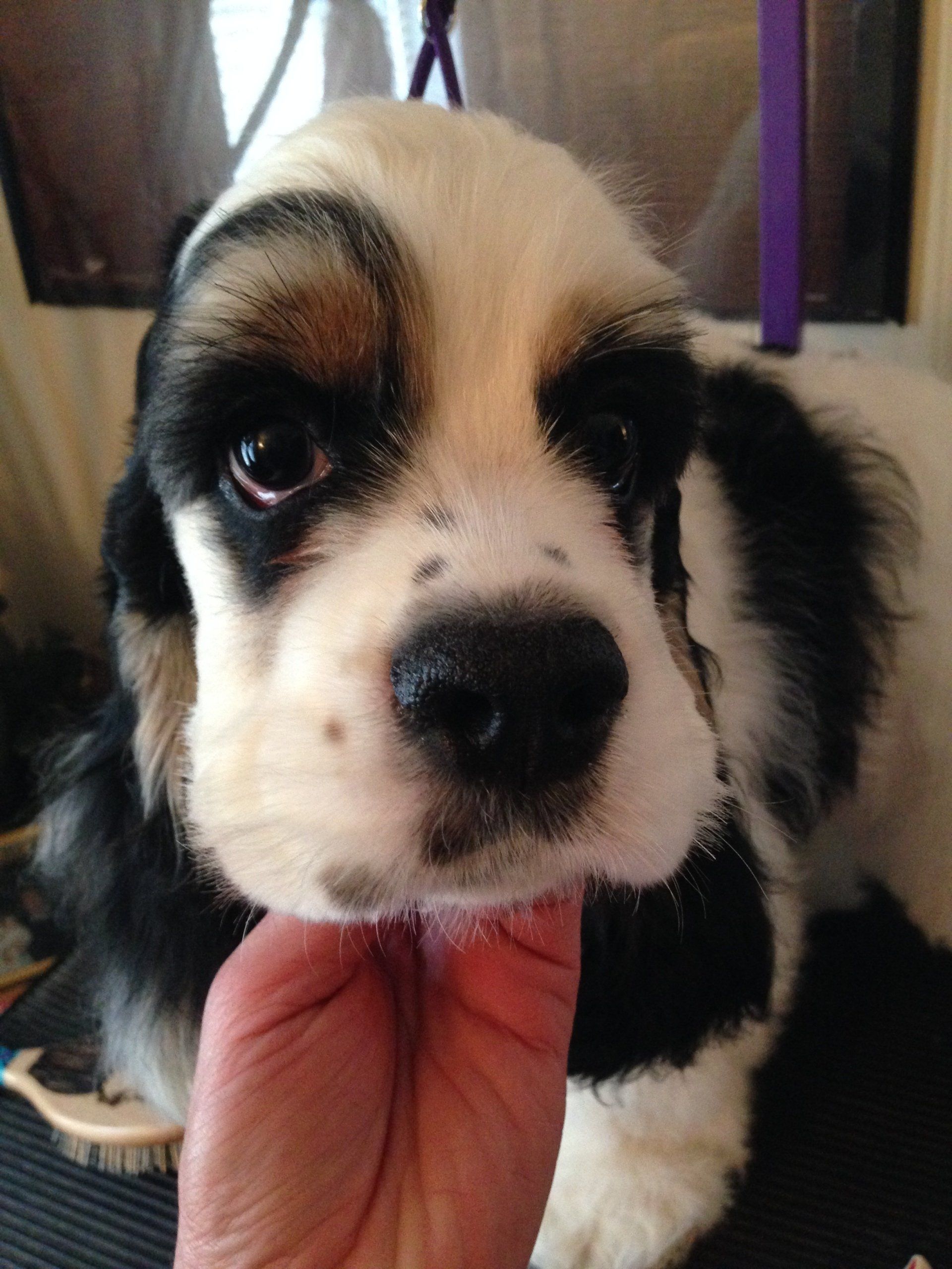 Gypsy Rose Pet Grooming Galley