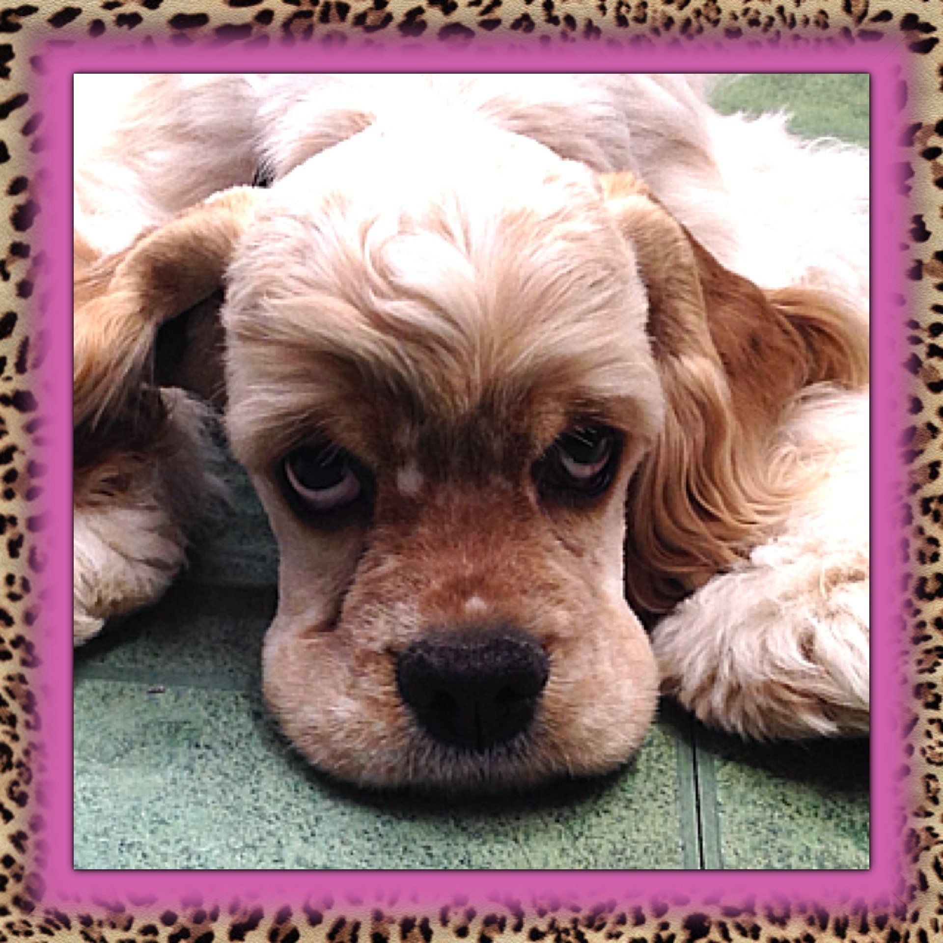 Gypsy Rose Pet Grooming Galley