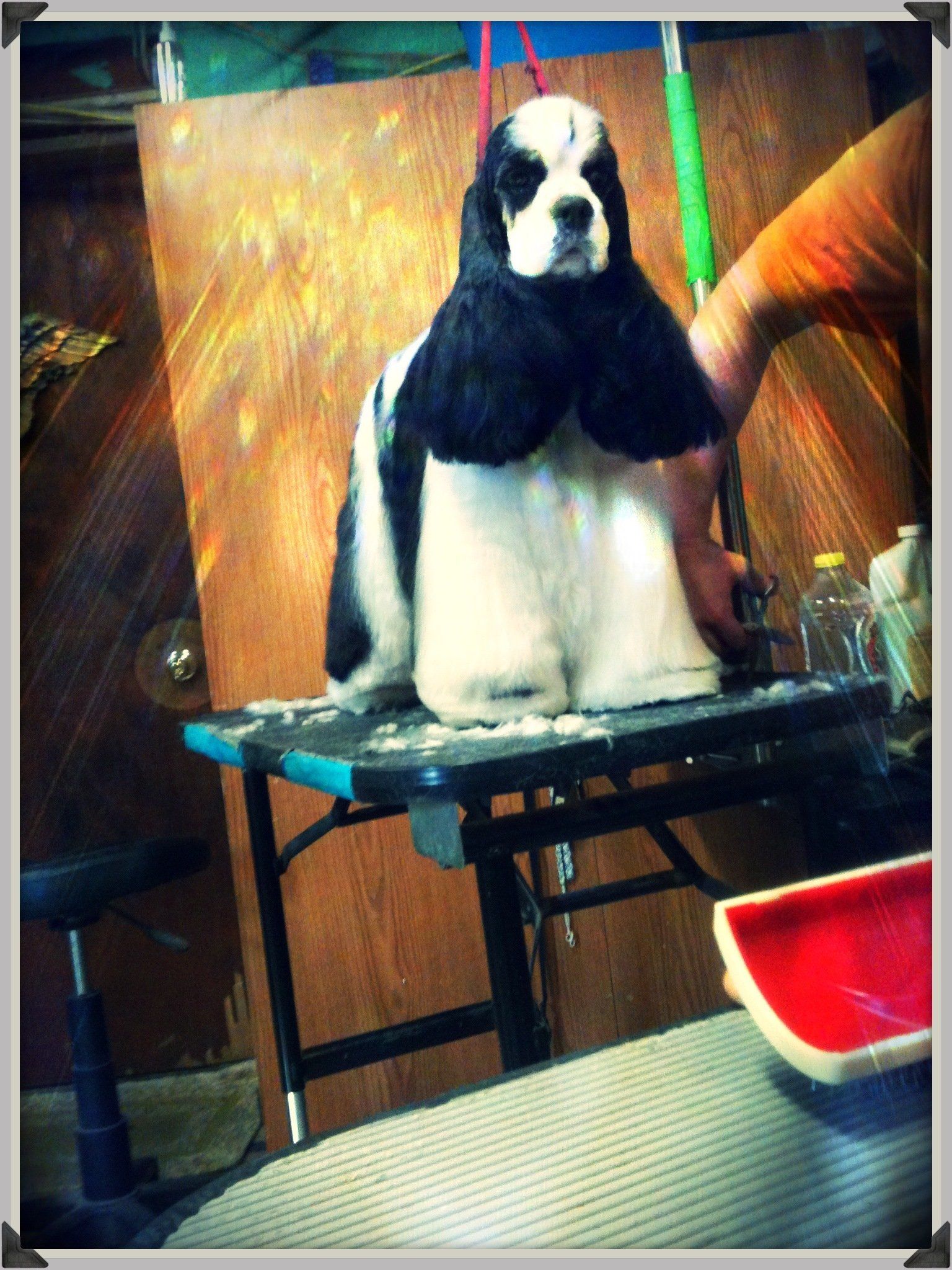 Gypsy Rose Pet Grooming Galley