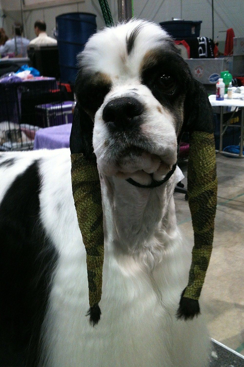 Gypsy Rose Pet Grooming Galley