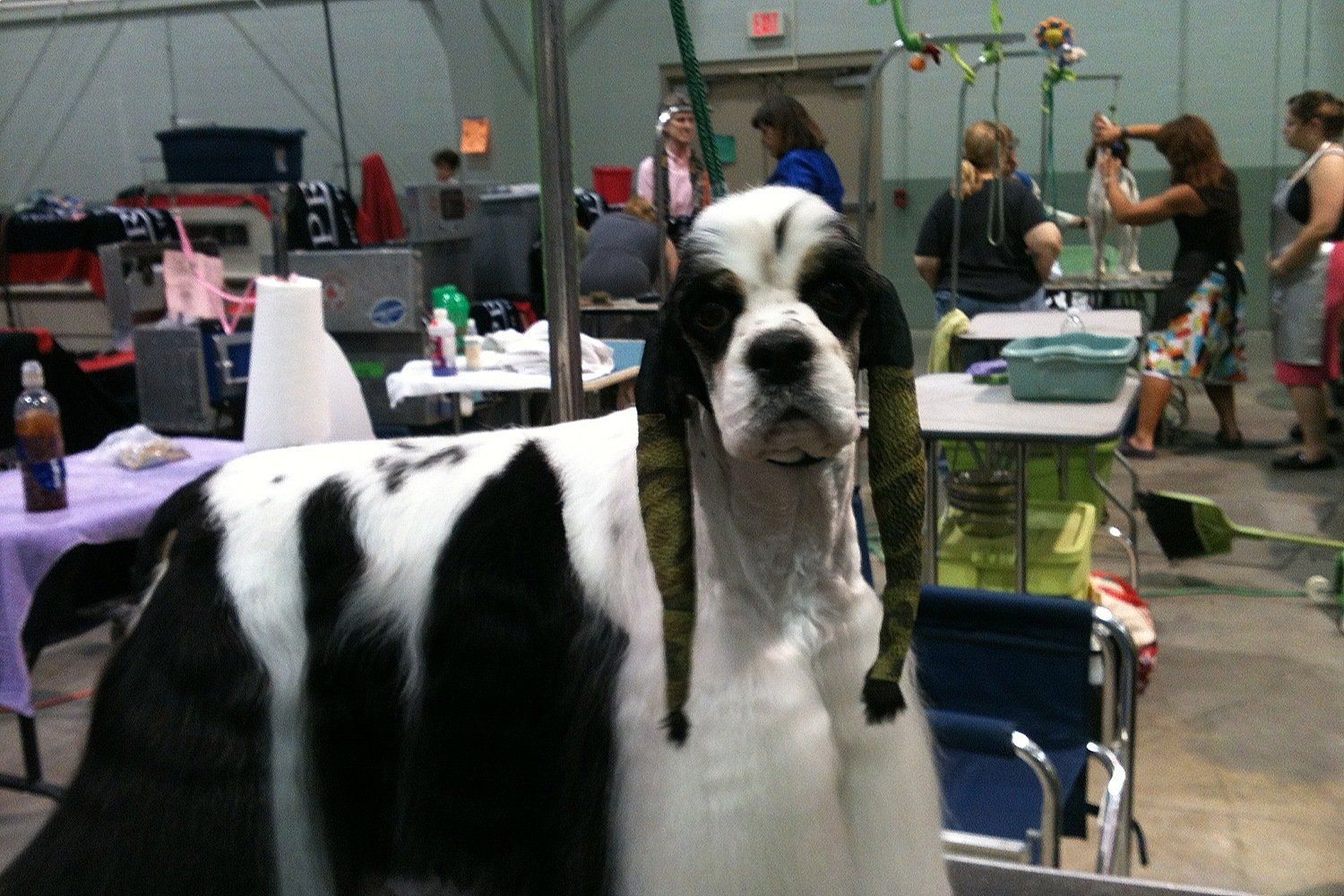 Gypsy Rose Pet Grooming Galley