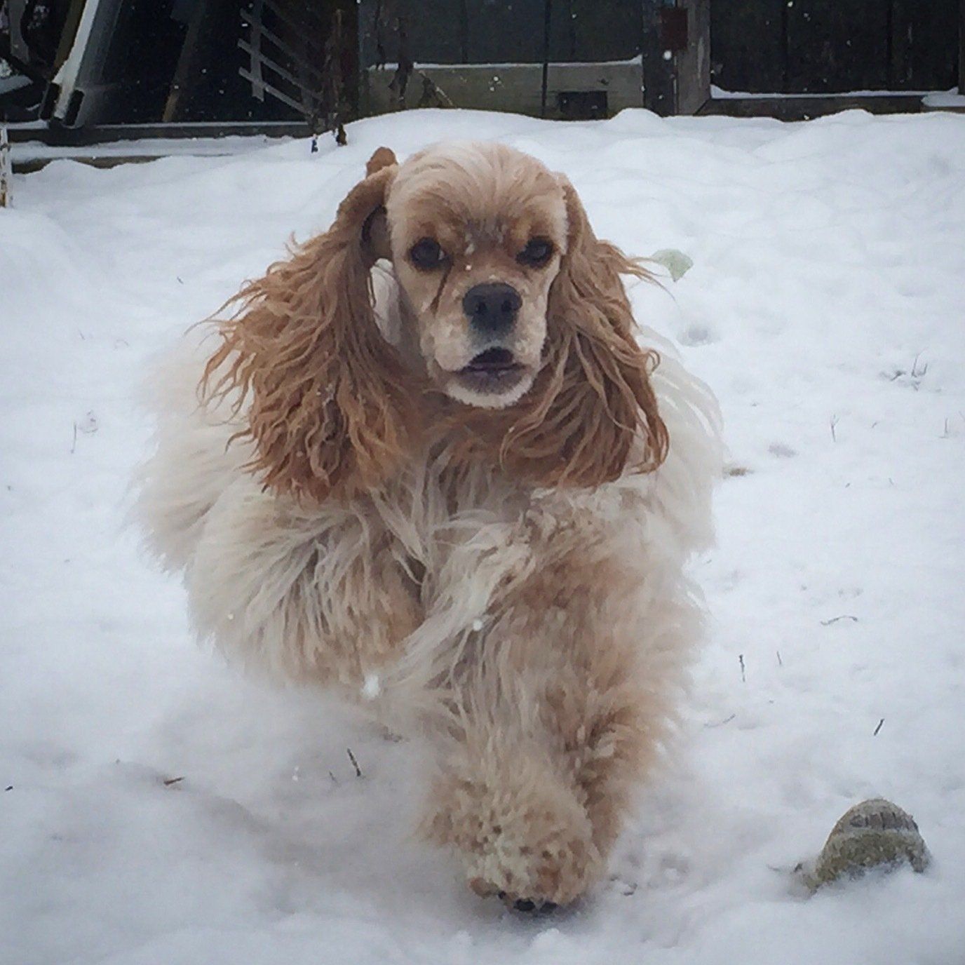 Gypsy Rose Pet Grooming Galley